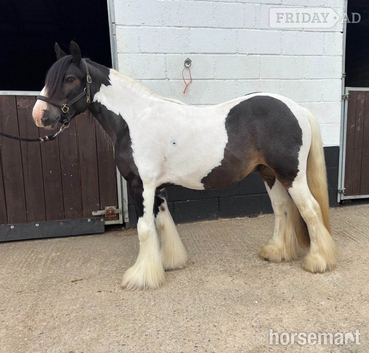 "Teddy" Piebald Gelding Cob/Heavy Horse