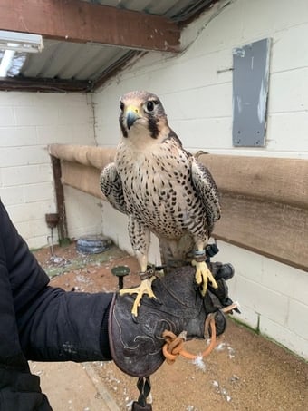 Female 2011 Imprint Gyr x Prairie  