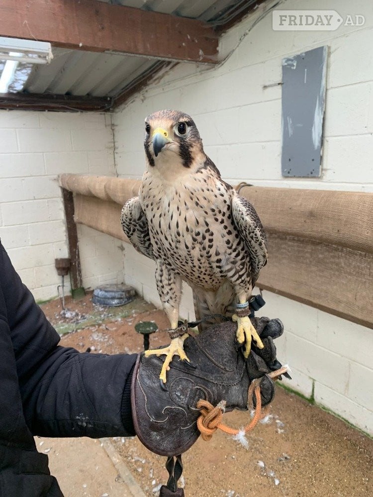 Female 2011 Imprint Gyr x Prairie   in Tamworth