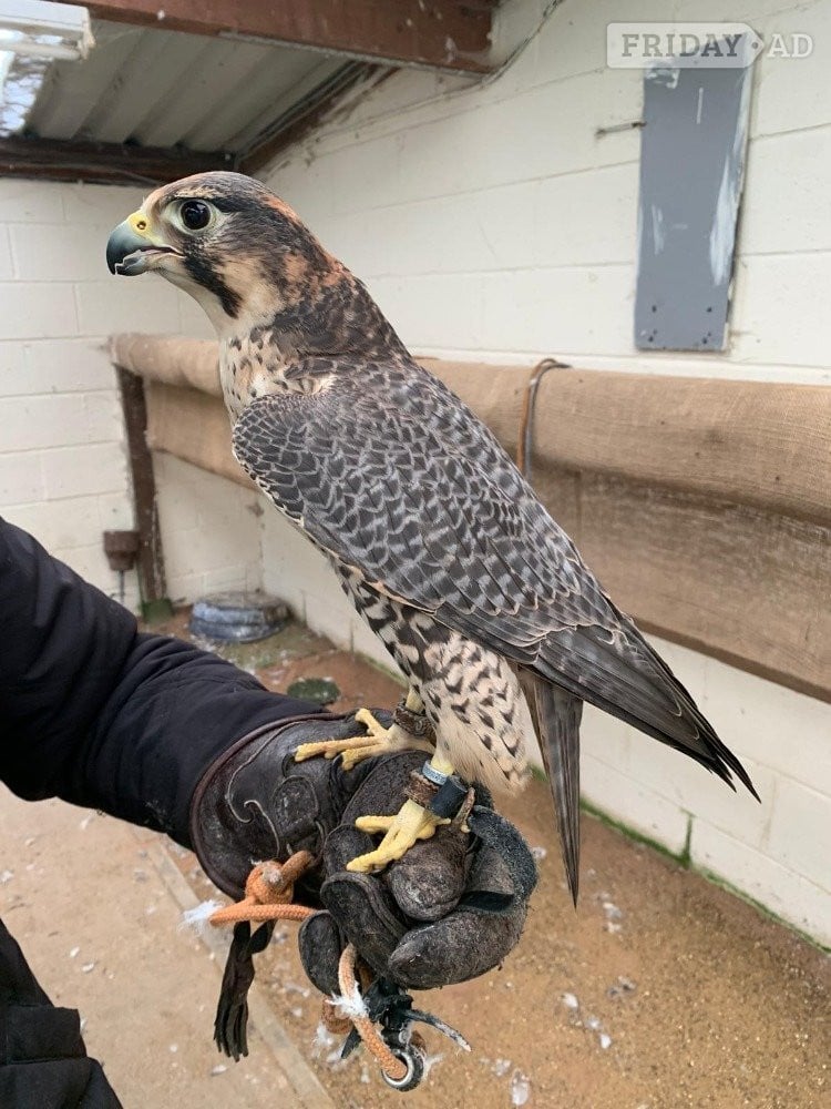 Female 2011 Imprint Gyr x Prairie  