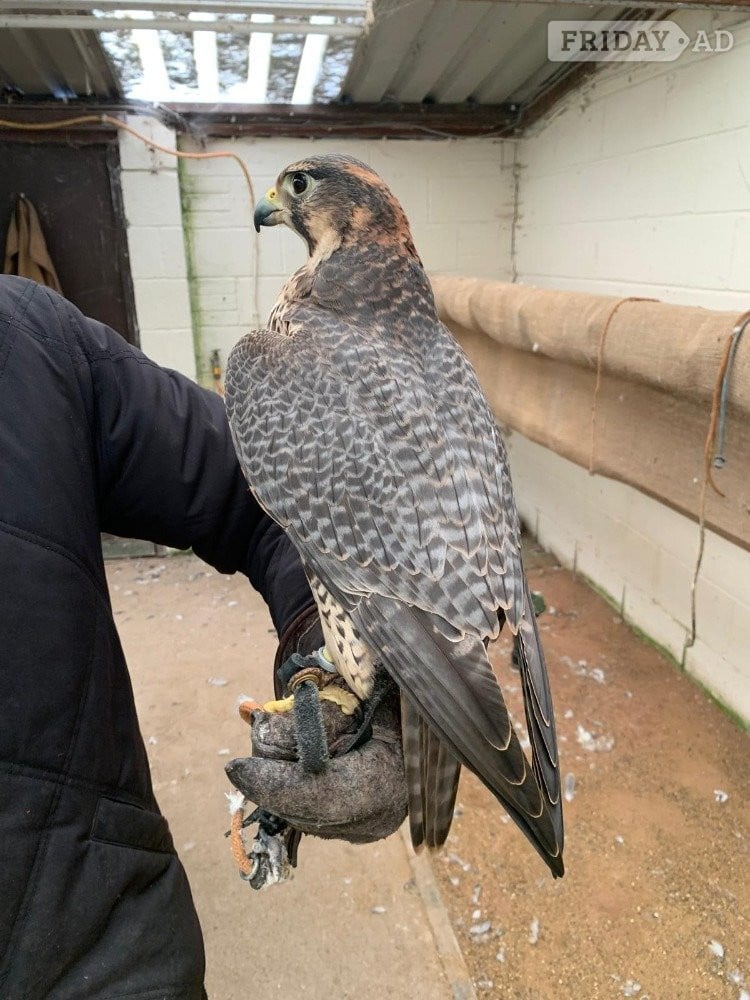 Female 2011 Imprint Gyr x Prairie   - Birds in Tamworth