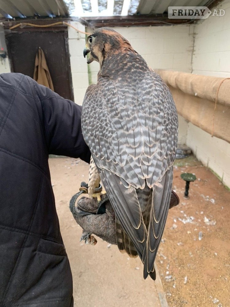 Female 2011 Imprint Gyr x Prairie   - Birds