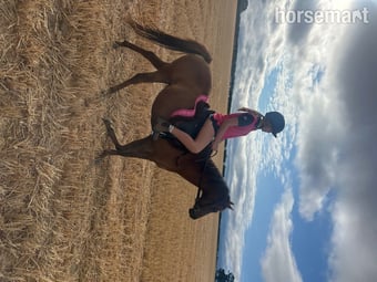 "Image " Chestnut Mare Project Horse
