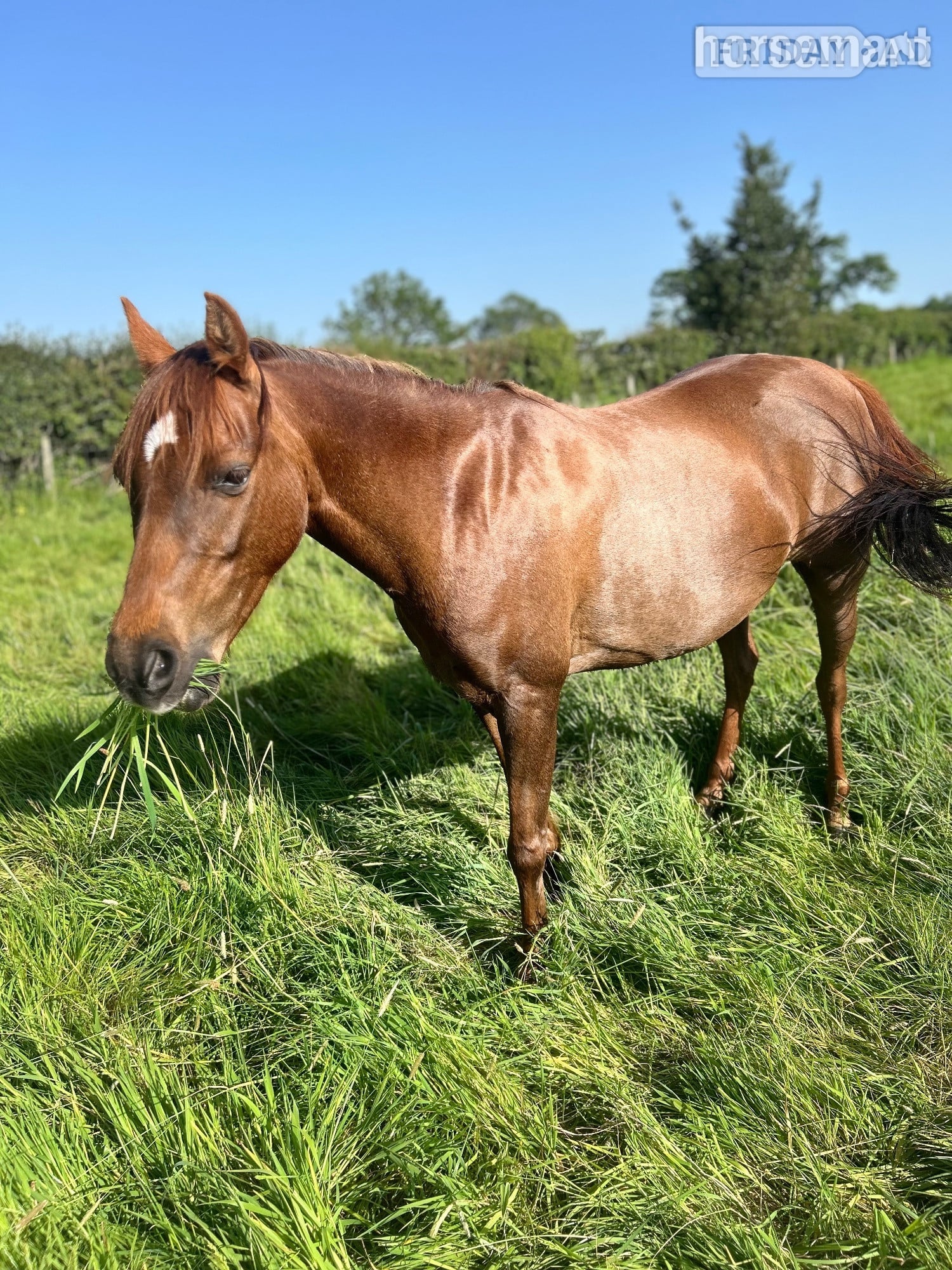 "Image " Chestnut Mare Project Horse