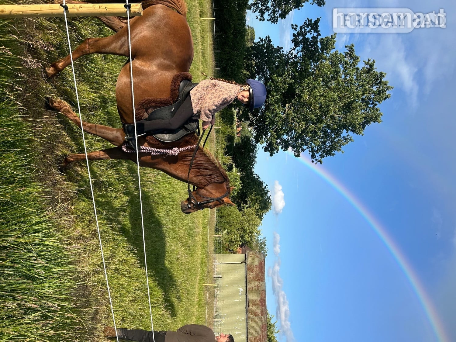 Leominster "Image " Chestnut Mare Project Horse
