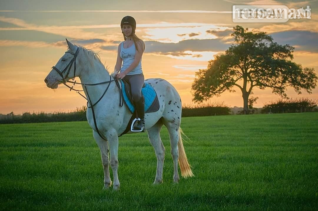 "Davie" Spotted Gelding All Rounder
