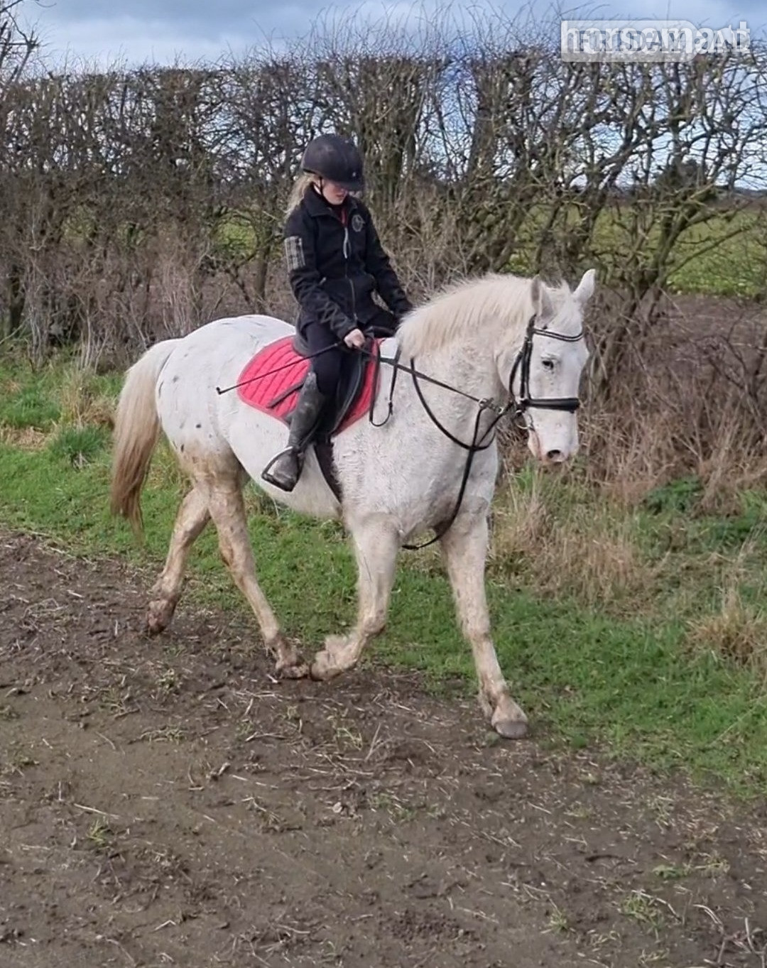Raskelf "Davie" Spotted Gelding All Rounder