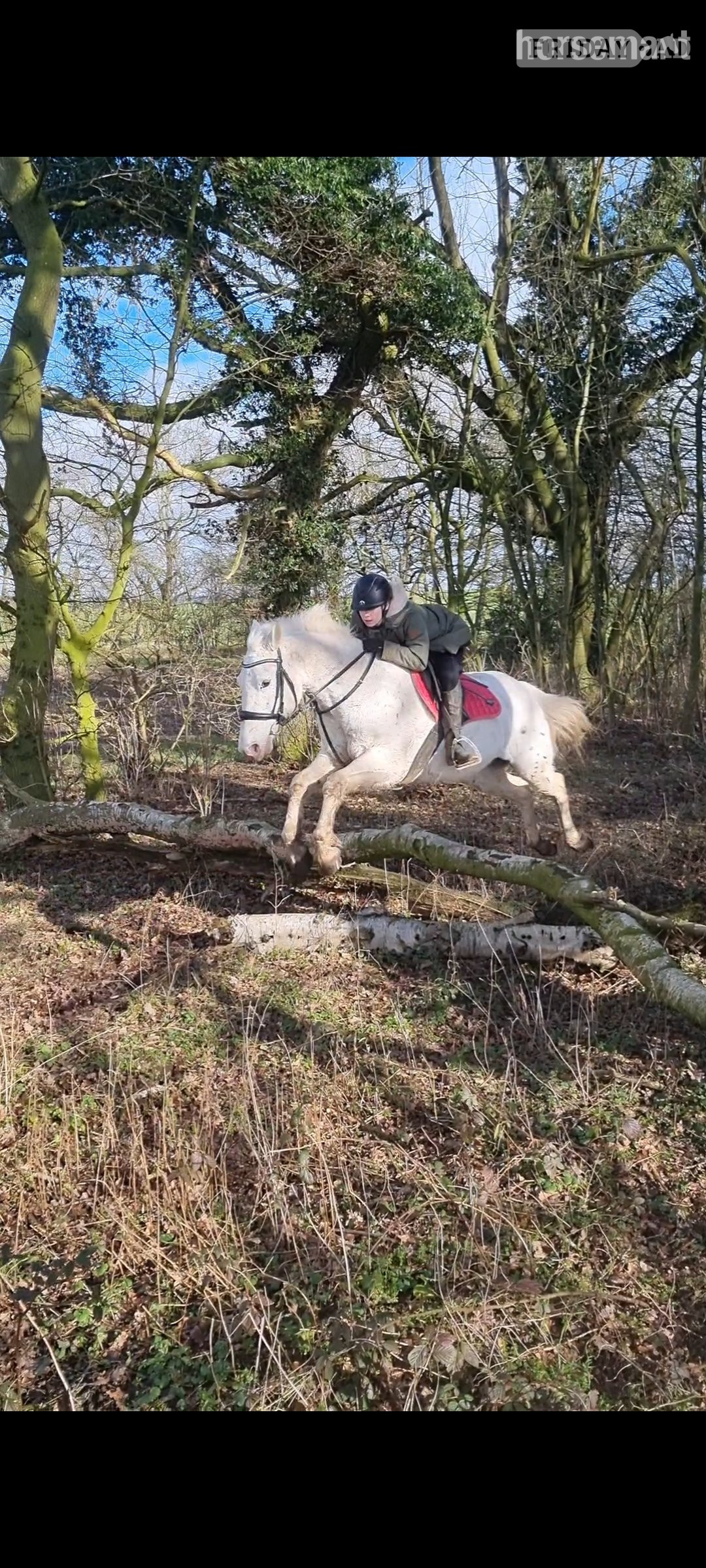 "Davie" Spotted Gelding All Rounder - Horses in Raskelf