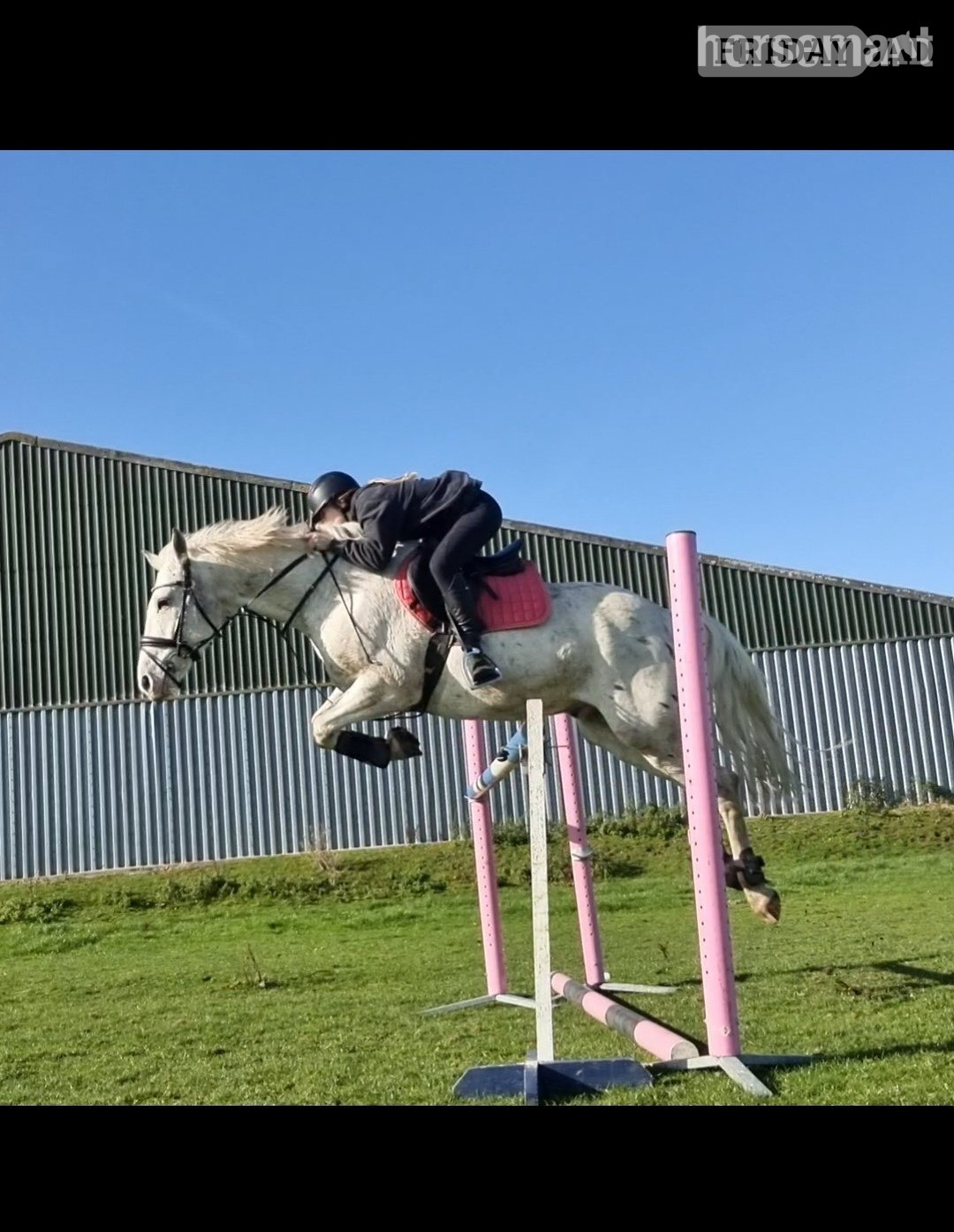 "Davie" Spotted Gelding All Rounder - Horses
