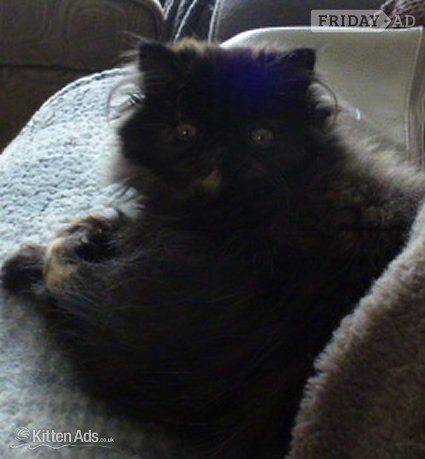 GCCF Registered Female Persian Kitten in Chippenham