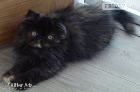 GCCF Registered Female Persian Kitten