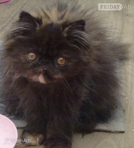 Chippenham GCCF Registered Female Persian Kitten