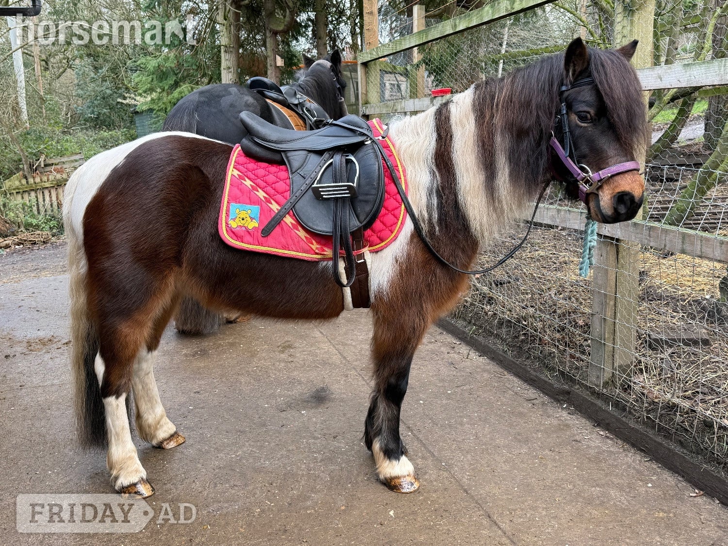 "Bertie " Skewbald Gelding Coloured