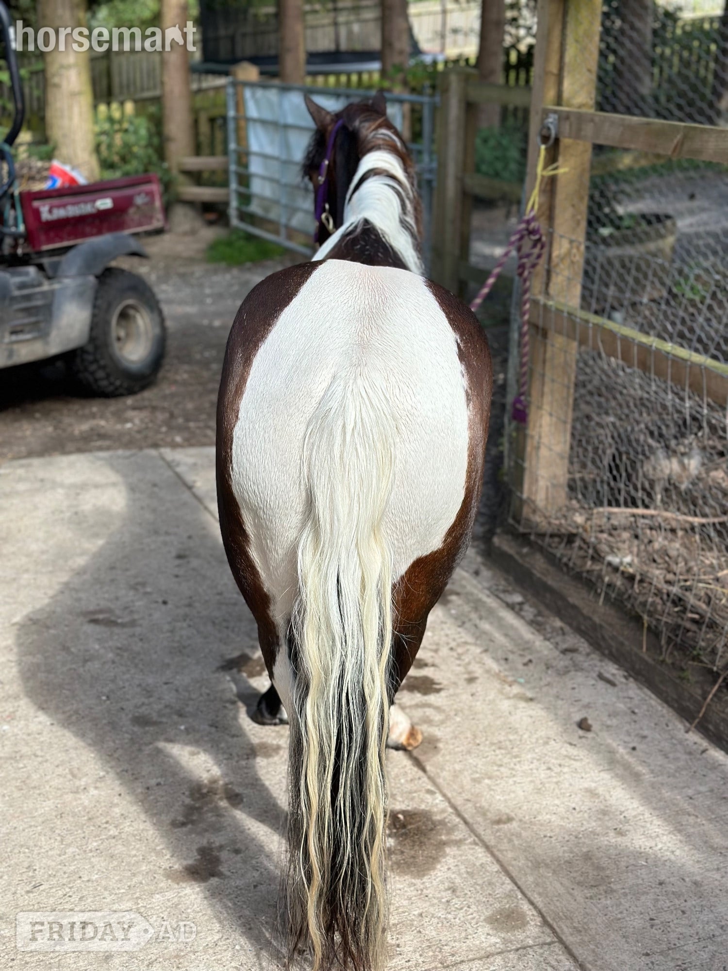 "Bertie " Skewbald Gelding Coloured - Horses in Astwood Bank