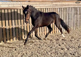 "Tres chic" Dark Bay Mare Young Sport Horse