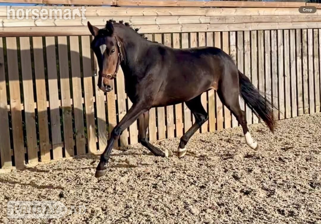 "Tres chic" Dark Bay Mare Young Sport Horse in Newcastle u-Tyne
