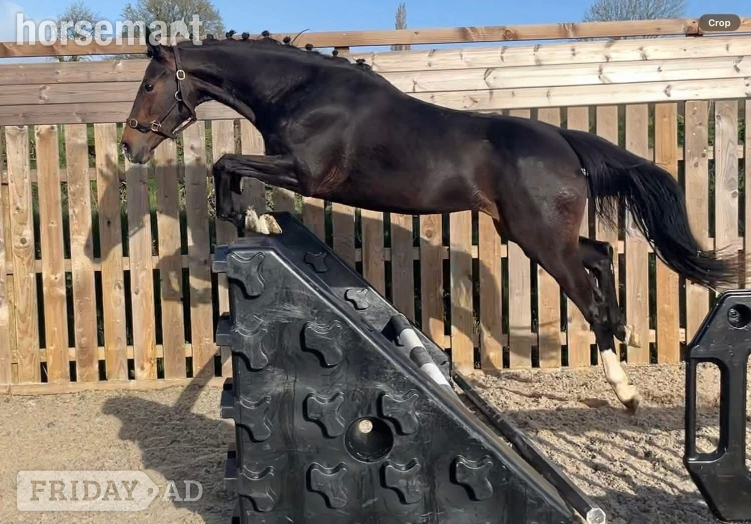 "Tres chic" Dark Bay Mare Young Sport Horse