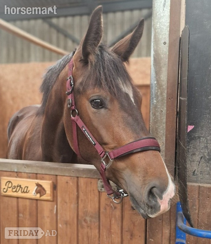 Newcastle u-Tyne "Tres chic" Dark Bay Mare Young Sport Horse