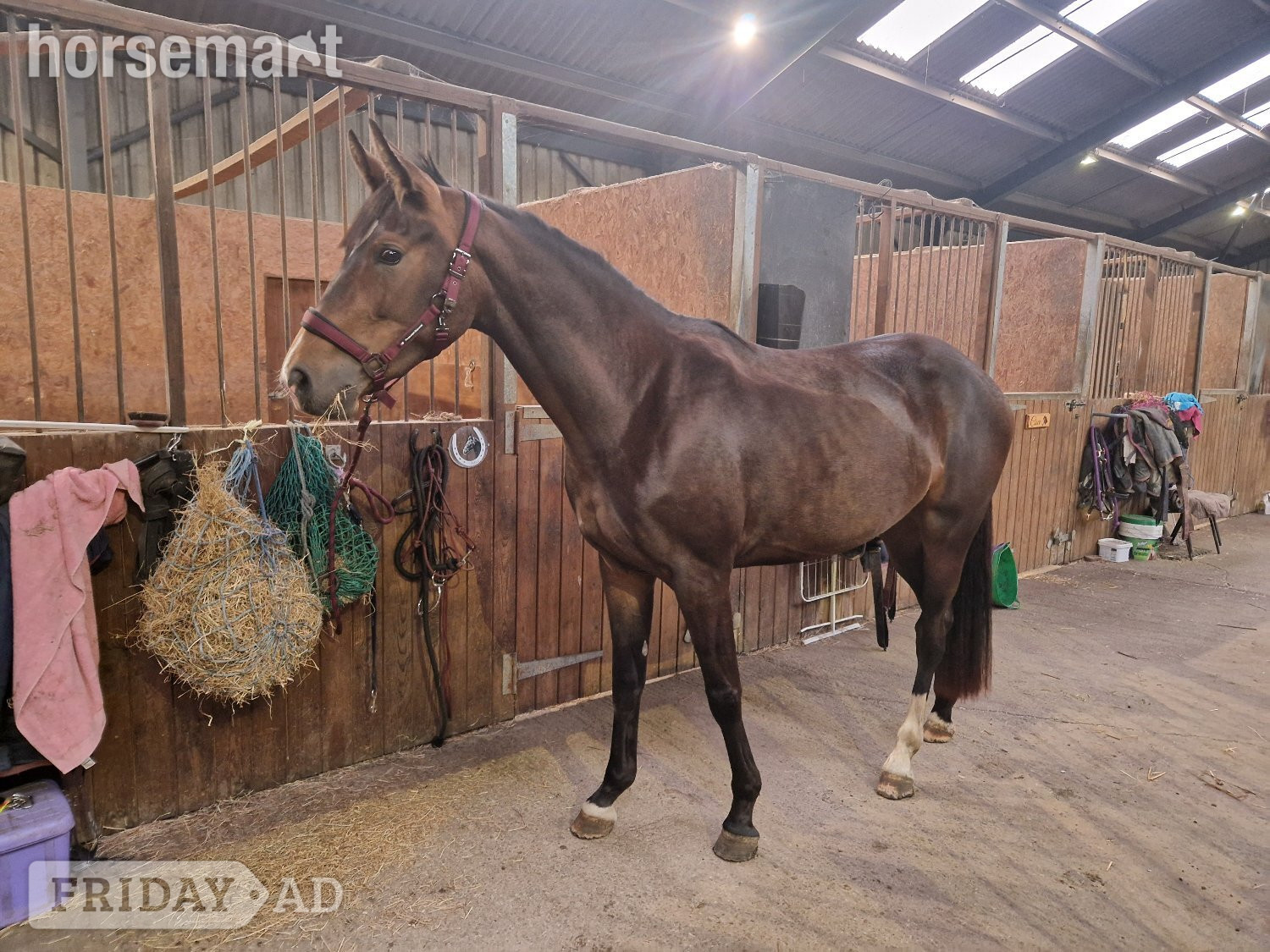 "Tres chic" Dark Bay Mare Young Sport Horse - Horses in Newcastle u-Tyne