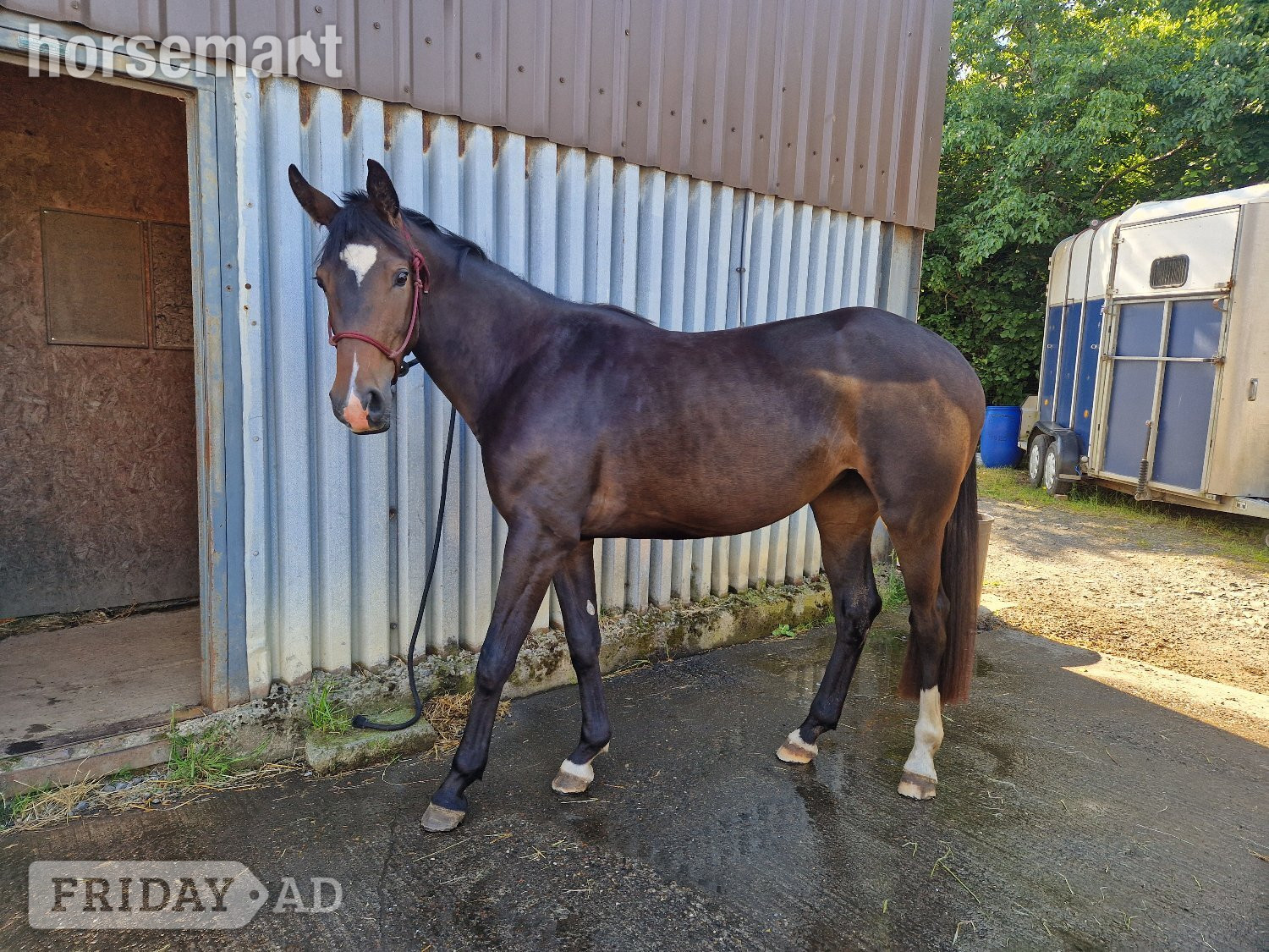 "Tres chic" Dark Bay Mare Young Sport Horse - Horses