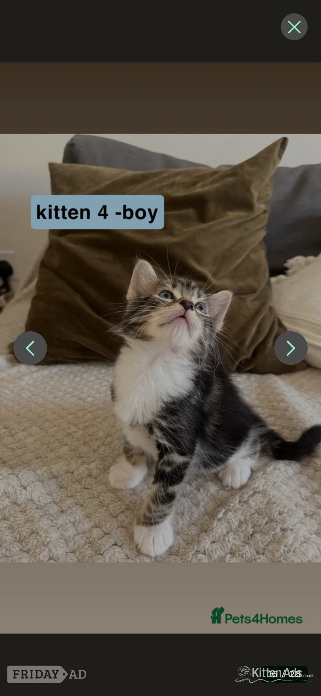 Bengal-Maine coon mix kittens in Exeter