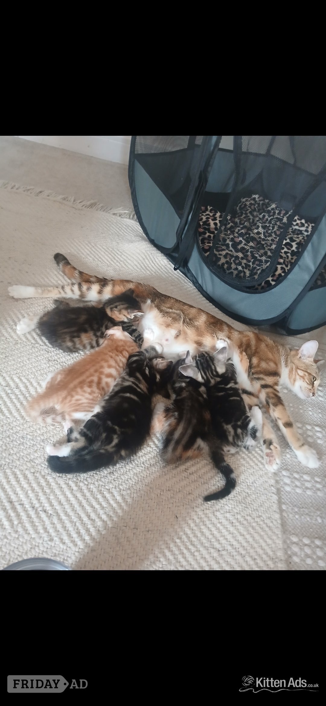 Bengal-Maine coon mix kittens