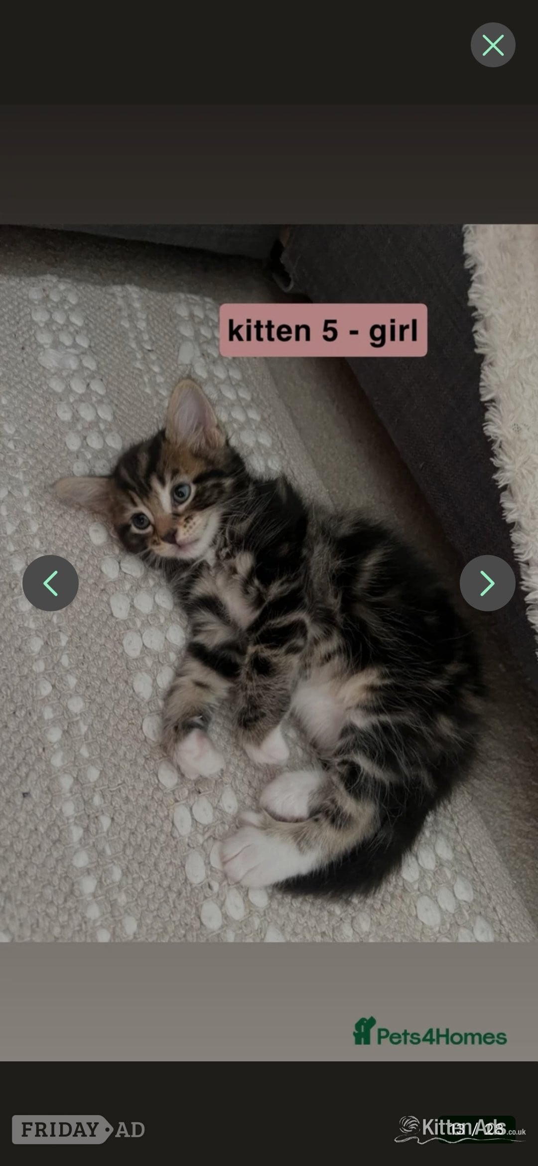 Exeter Bengal-Maine coon mix kittens