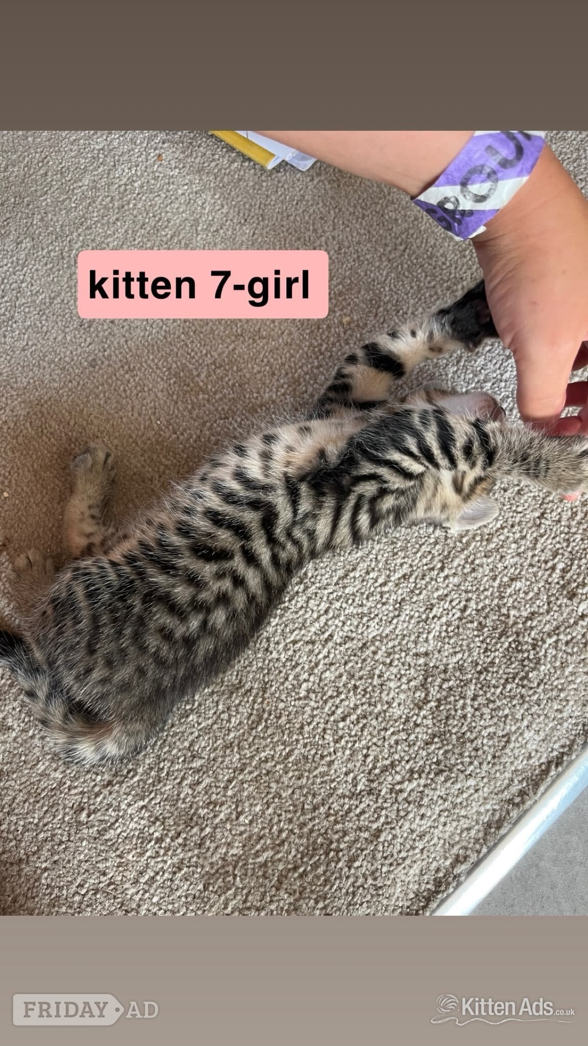 Bengal-Maine coon mix kittens - Cats & Kittens in Exeter
