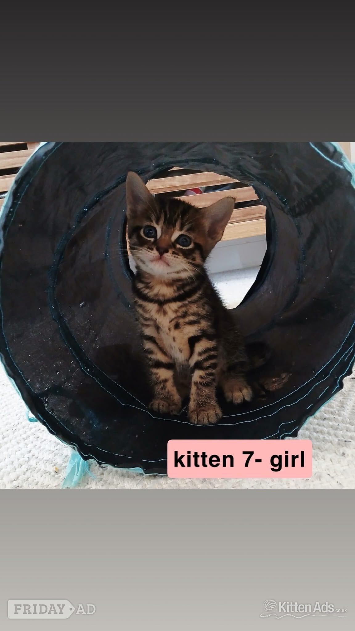 Bengal-Maine coon mix kittens - Cats & Kittens