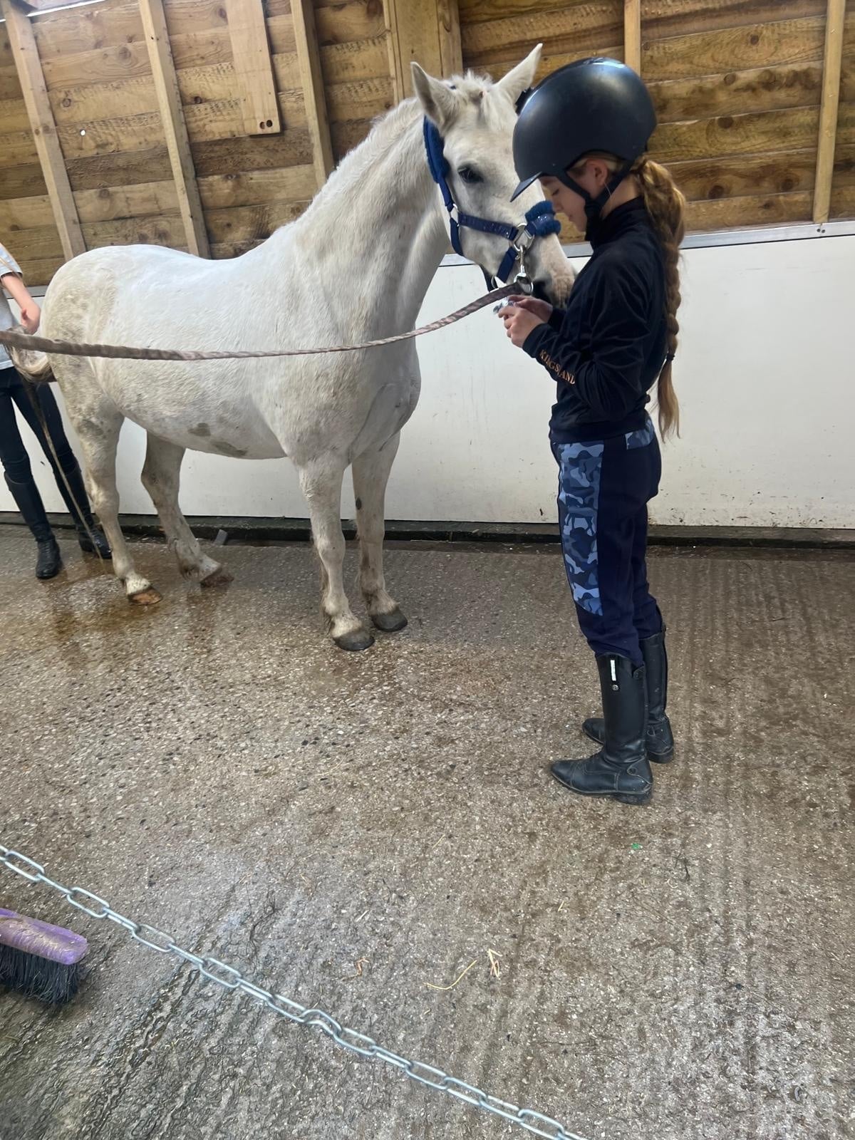 "Adele " White Mare All Rounder - Horses in Oldham