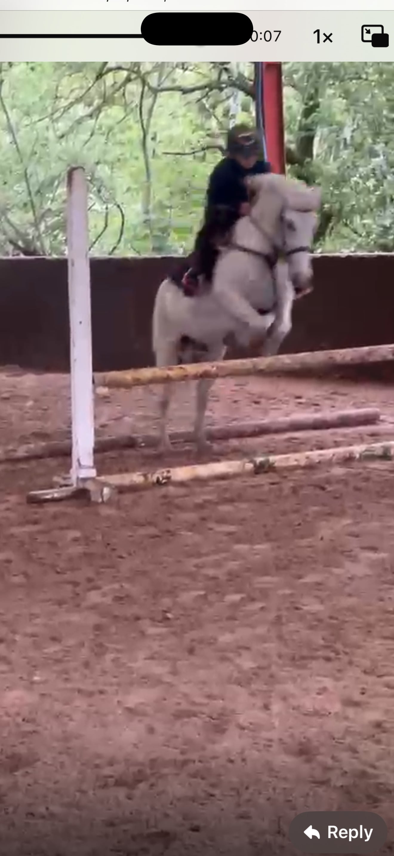 "Adele " White Mare All Rounder - Horses