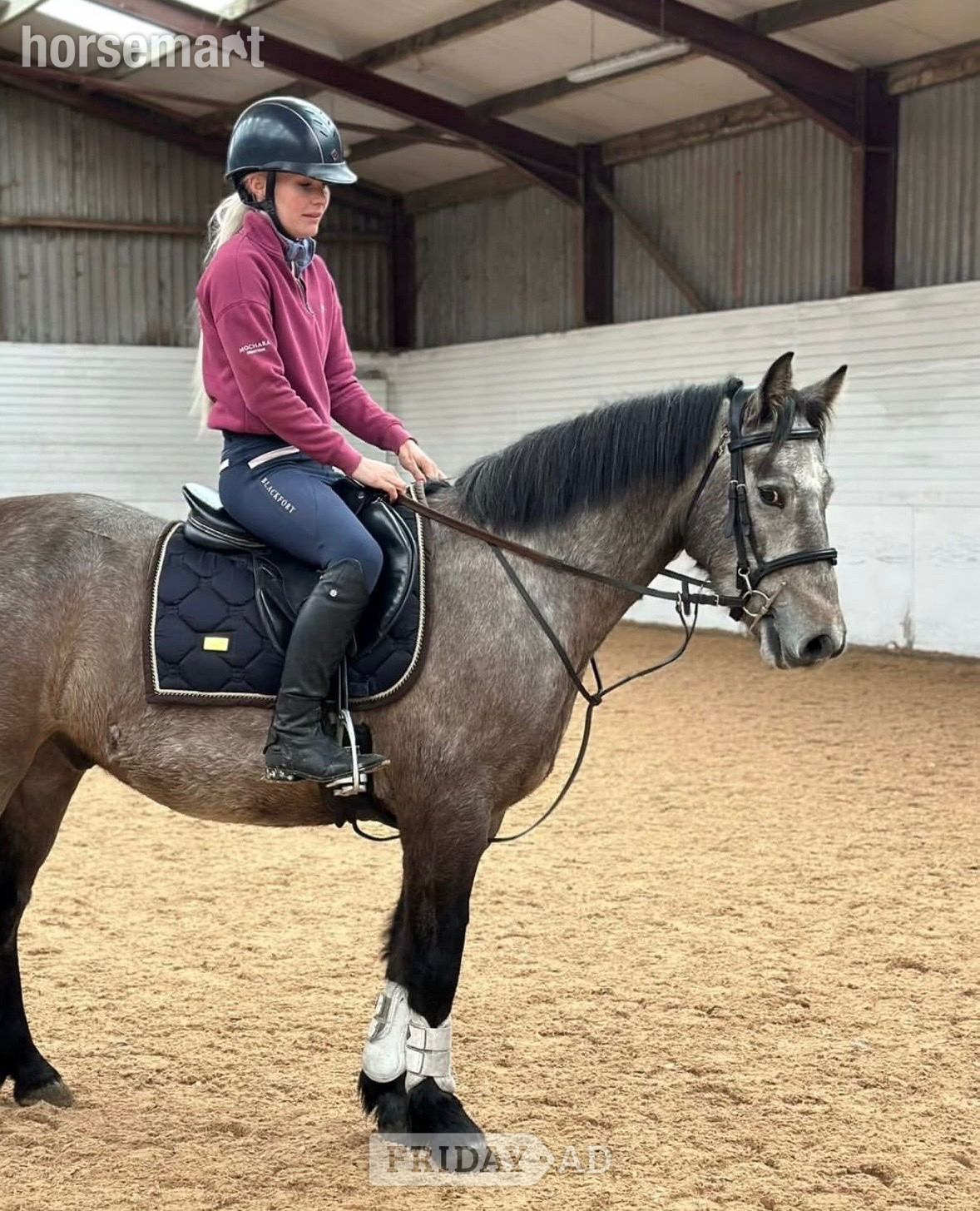 "Marty " Grey Gelding All Rounder