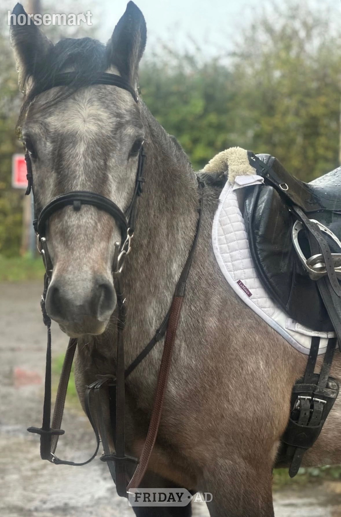 "Marty " Grey Gelding All Rounder in Ely