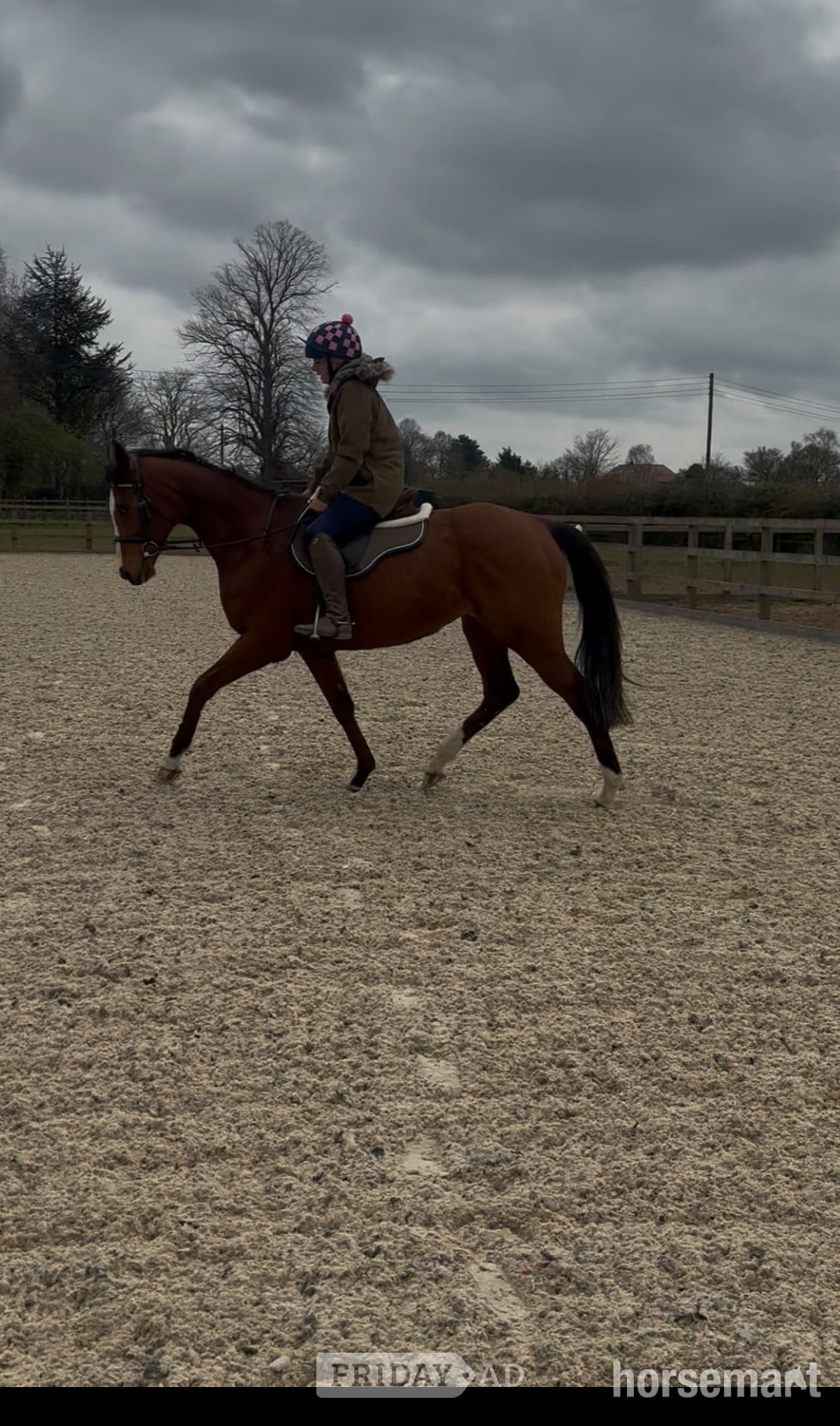 "Wind Element (Evie)" Bay Mare All Rounder in Canterbury
