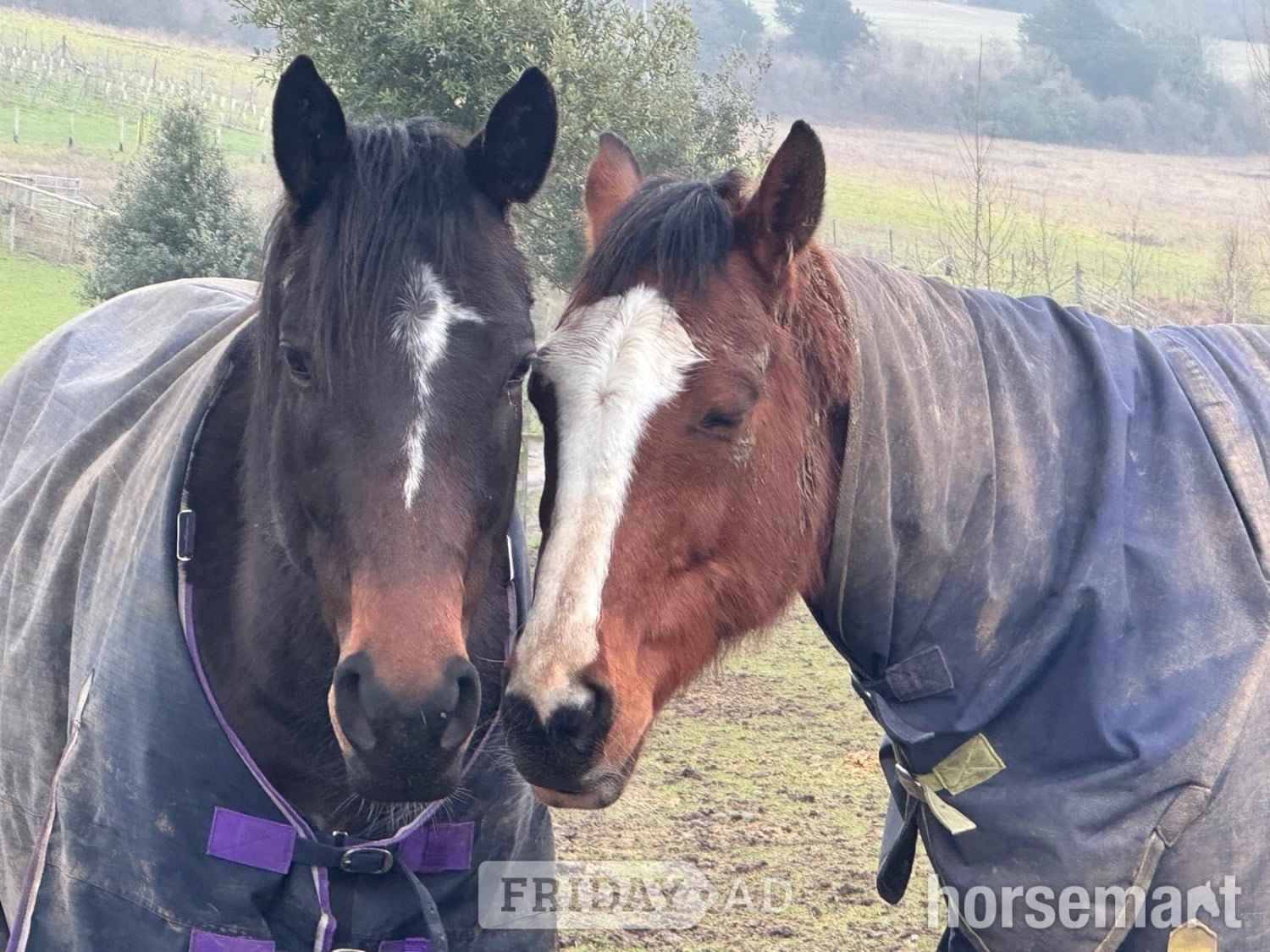 "Wind Element (Evie)" Bay Mare All Rounder - Horses in Canterbury