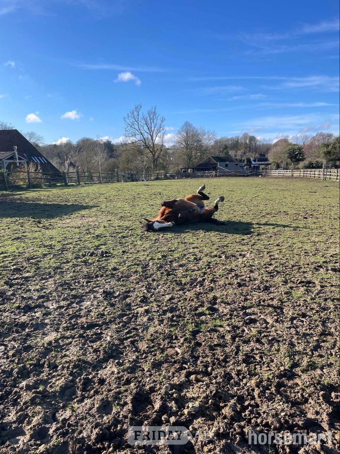 "Wind Element (Evie)" Bay Mare All Rounder - Horses