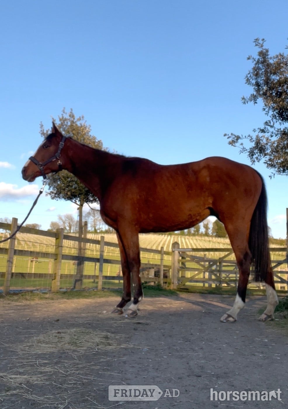 "Wind Element (Evie)" Bay Mare All Rounder