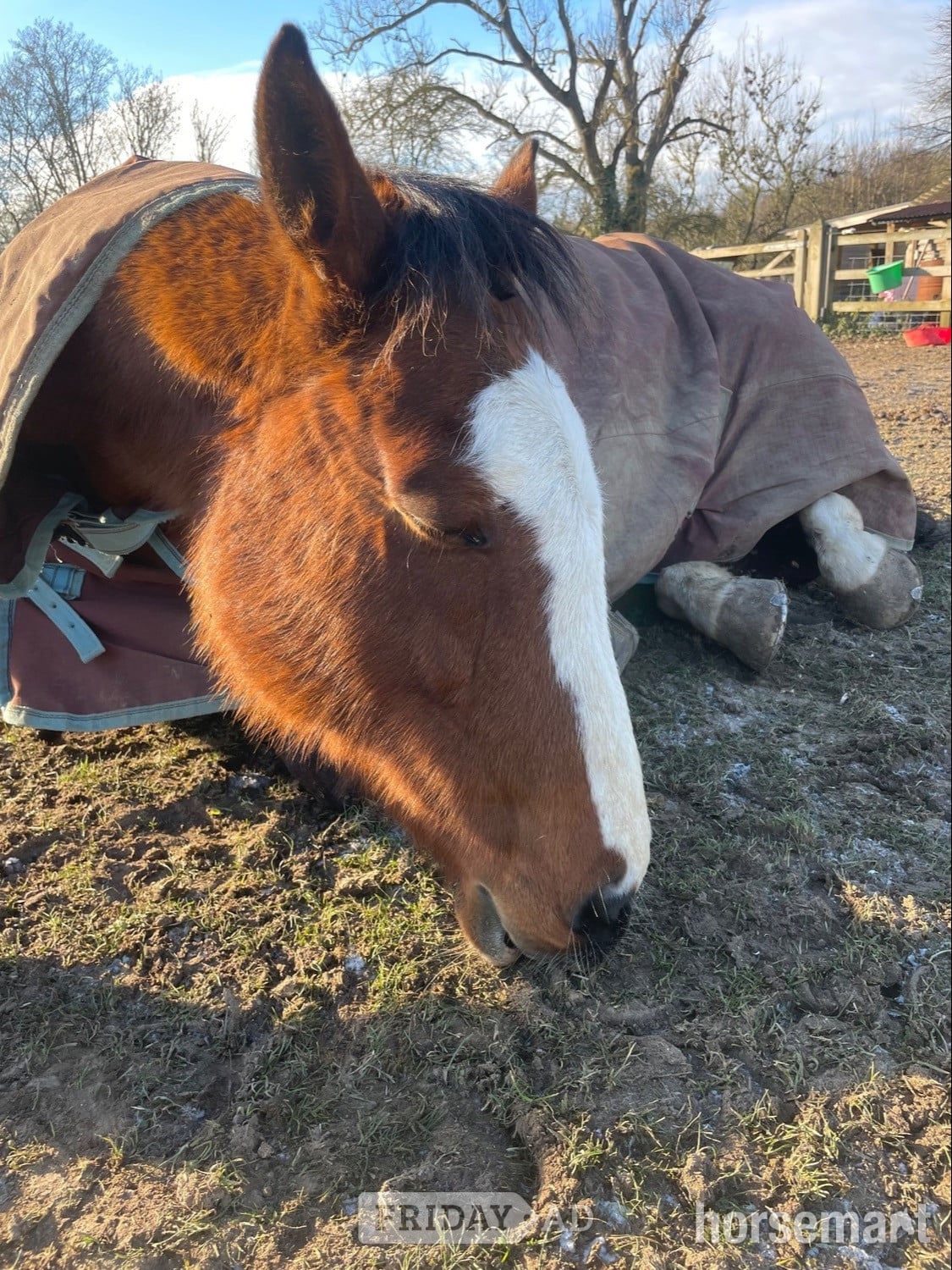 Canterbury "Wind Element (Evie)" Bay Mare All Rounder