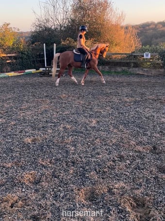 "PILLHEATH cinnamon " Chestnut Gelding All Rounder