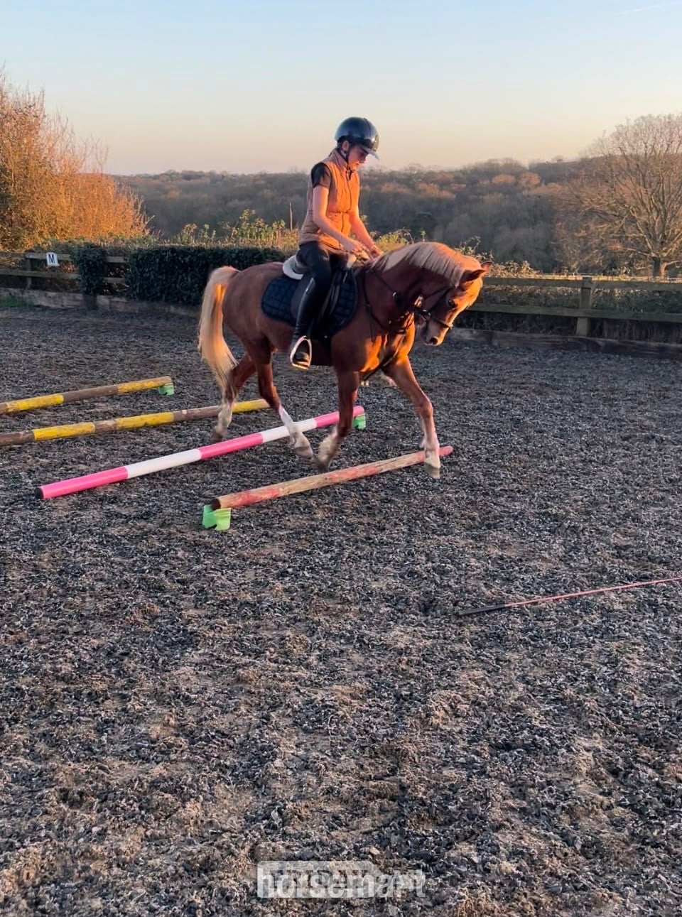 "PILLHEATH cinnamon " Chestnut Gelding All Rounder