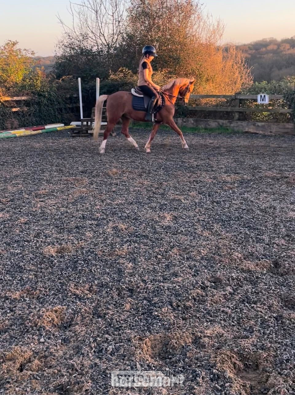 "PILLHEATH cinnamon " Chestnut Gelding All Rounder in Potters Bar