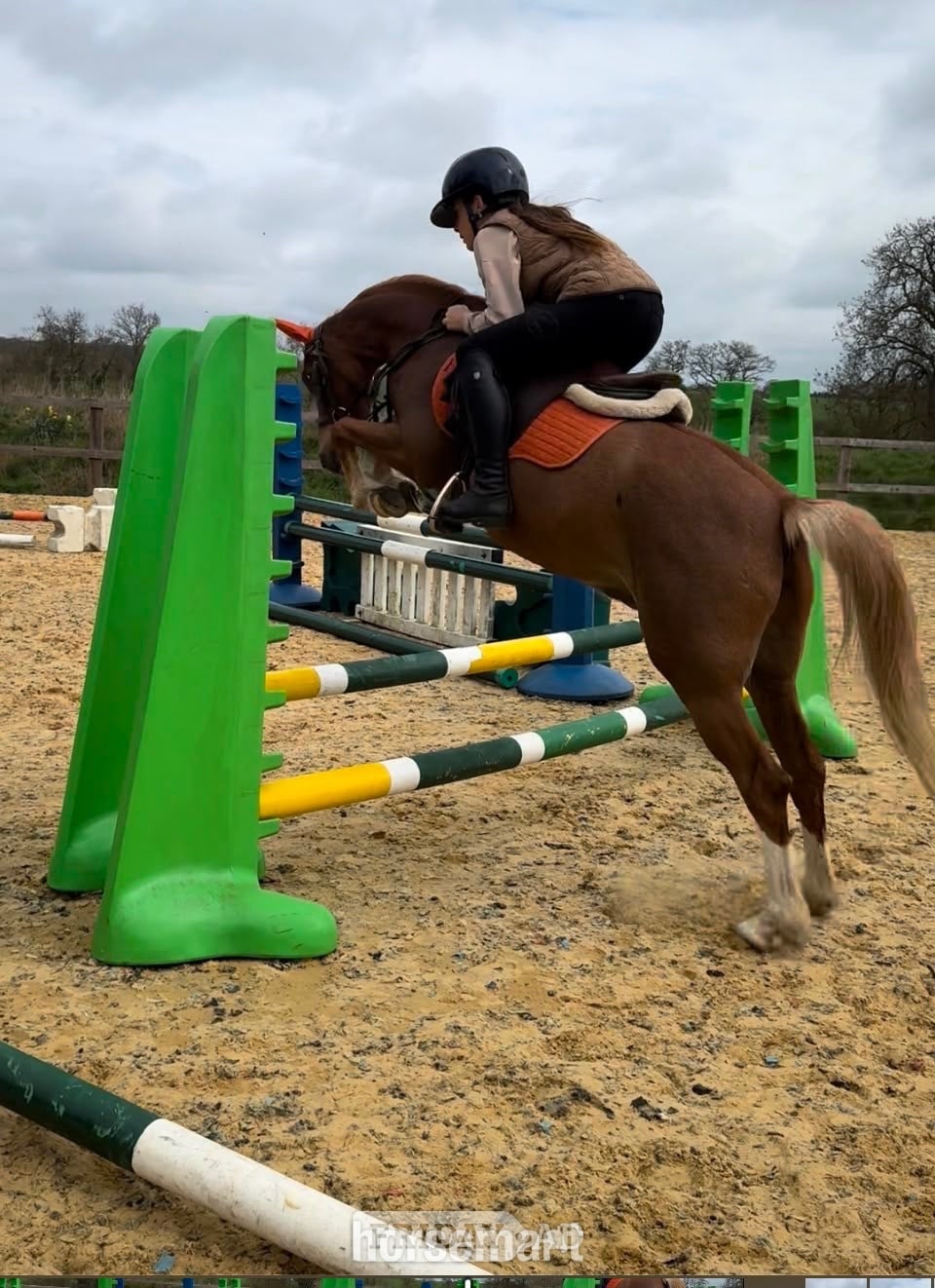 Potters Bar "PILLHEATH cinnamon " Chestnut Gelding All Rounder