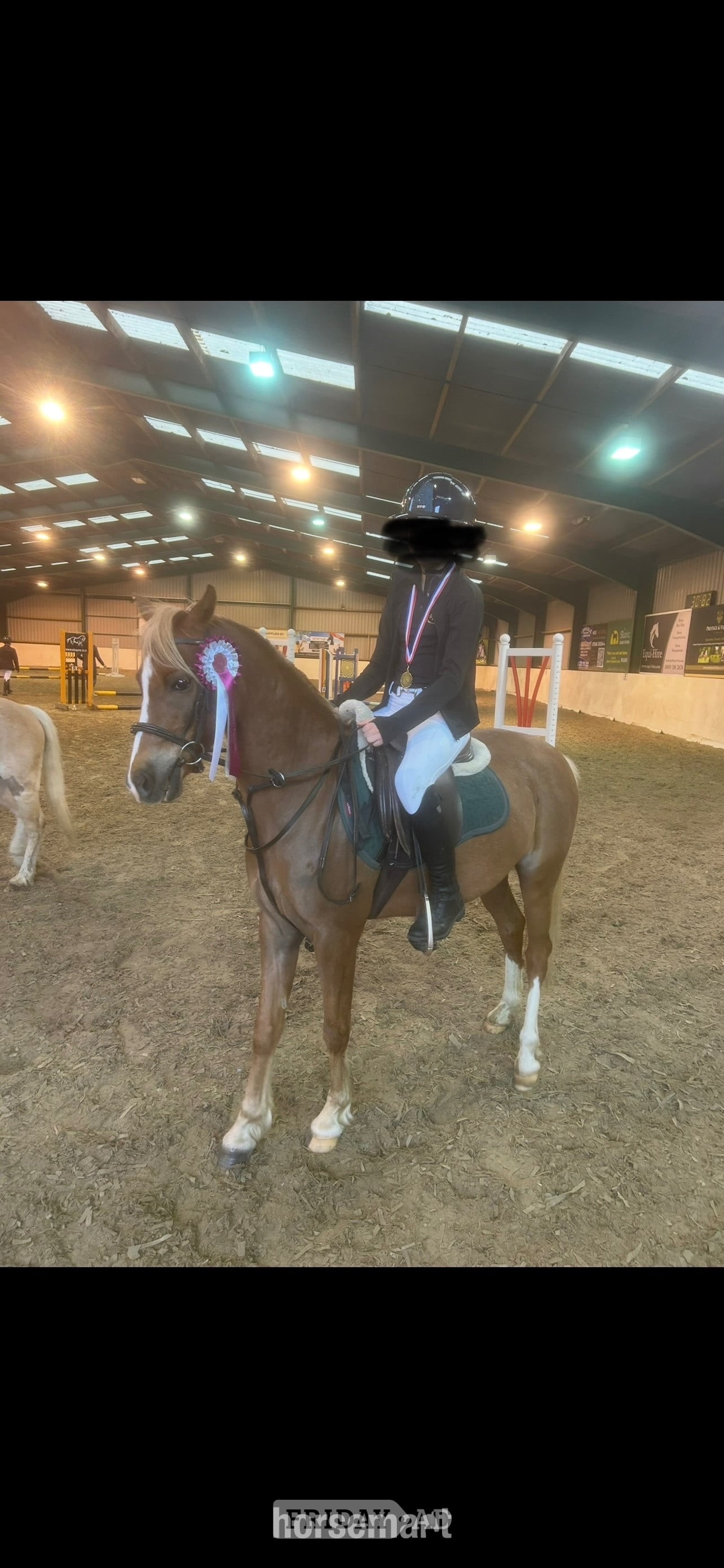 "PILLHEATH cinnamon " Chestnut Gelding All Rounder - Horses in Potters Bar
