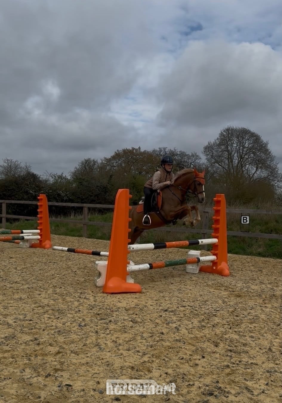 "PILLHEATH cinnamon " Chestnut Gelding All Rounder - Horses