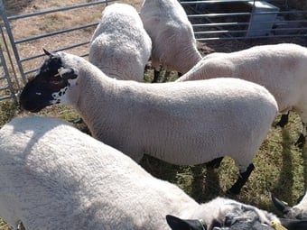Beulah Speckled Face Rams