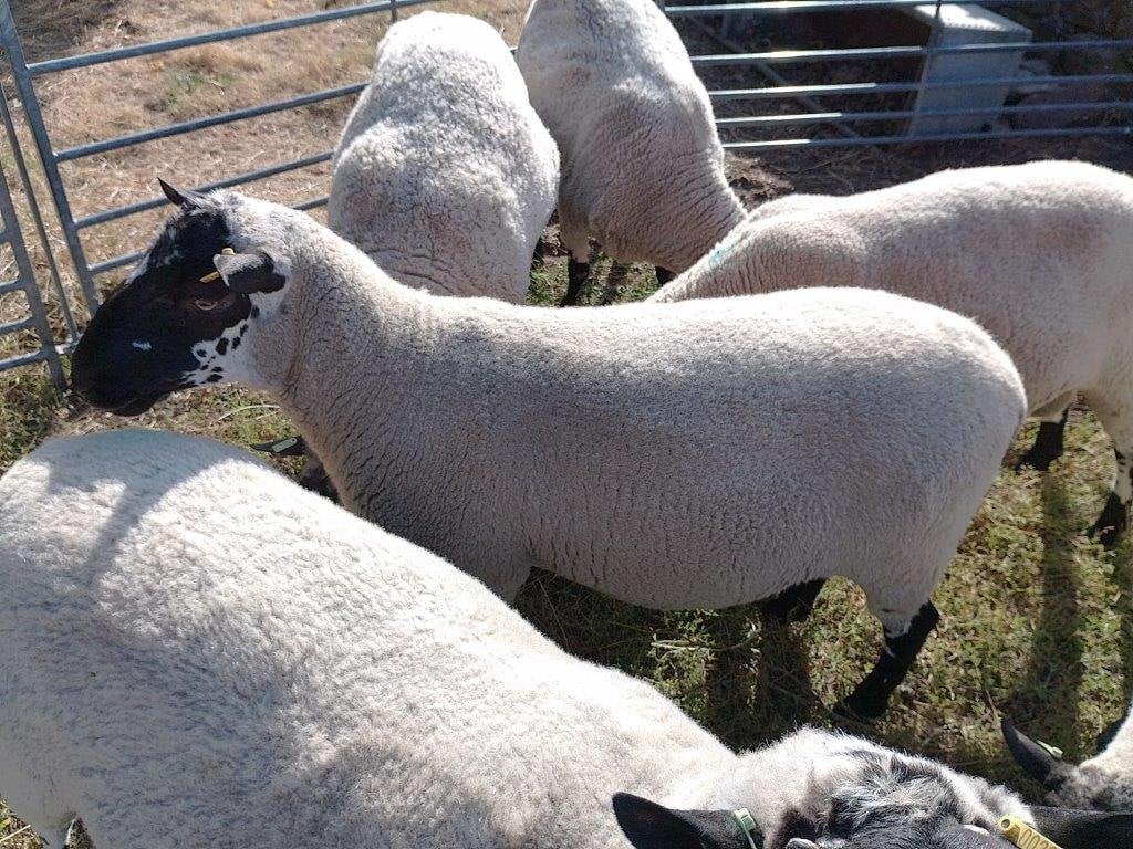Beulah Speckled Face Rams in Puddington