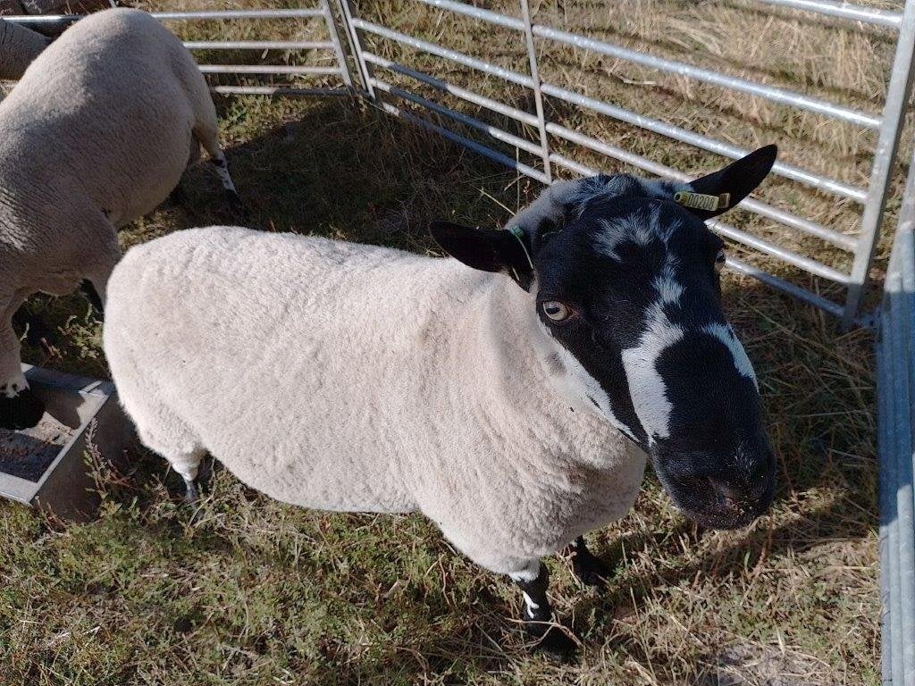 Puddington Beulah Speckled Face Rams
