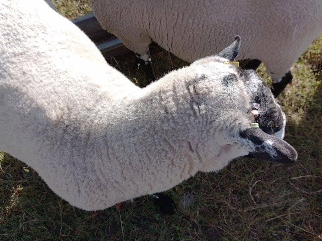 Beulah Speckled Face Rams - Livestock in Puddington