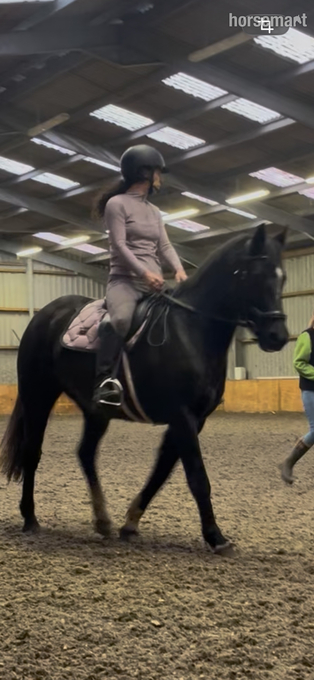 "Billy Jean" Black Mare Broodmare