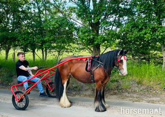 "Rose" Bay Mare All Rounder